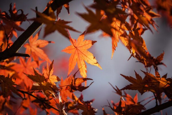 automne lâcher prise